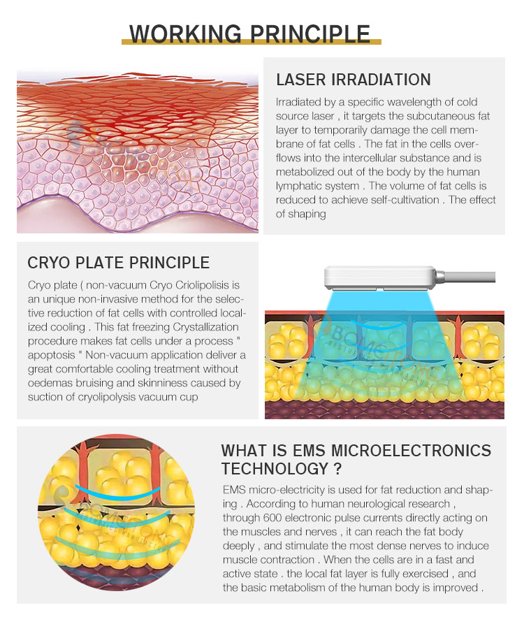6d Laser 532nm 635nm Body Shape Machine